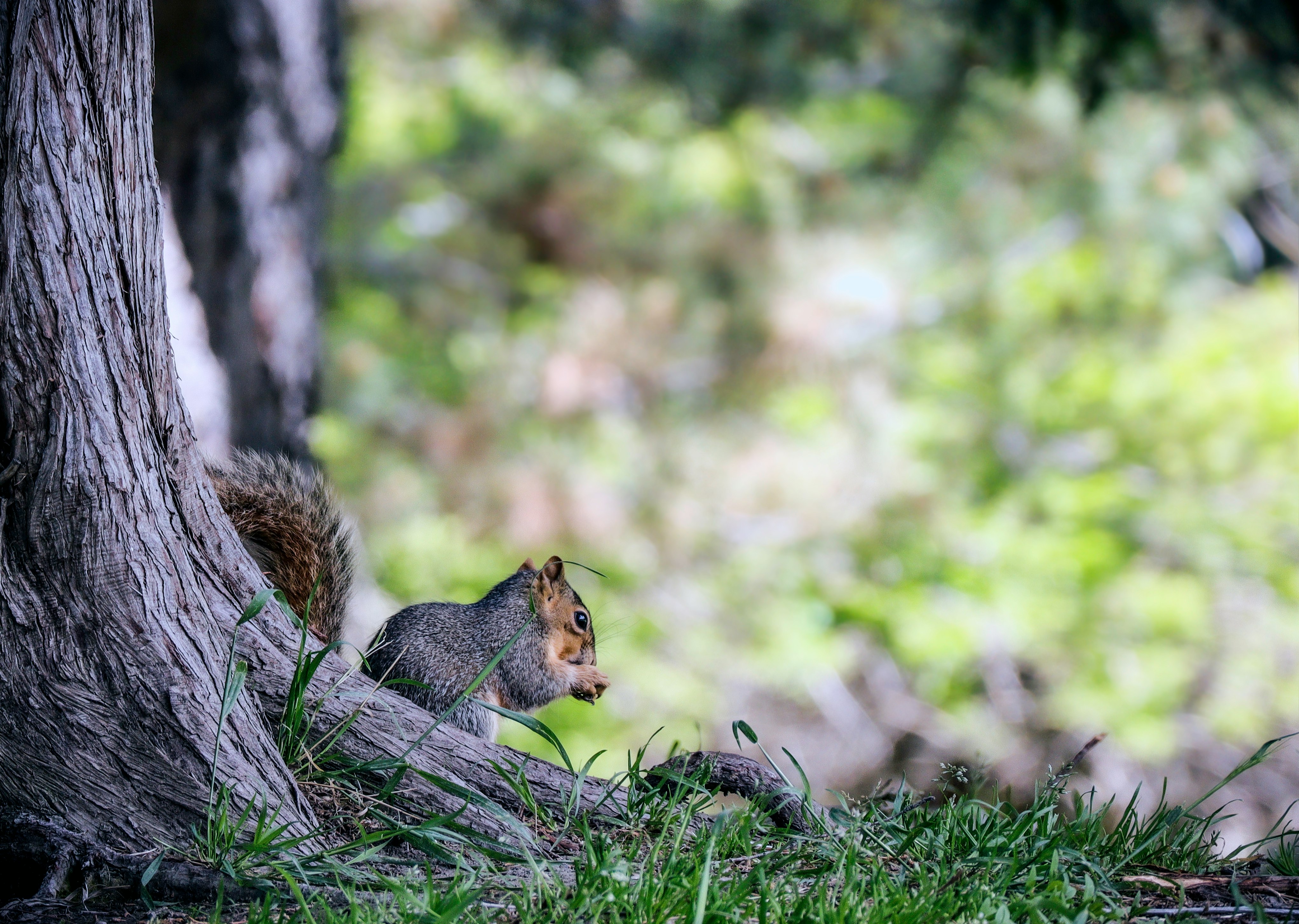 brown squirrel beside tree